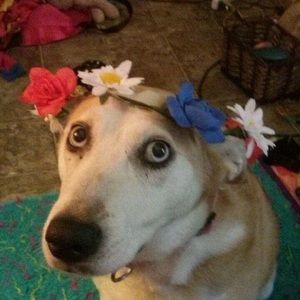 Meet your Posher, Jessie